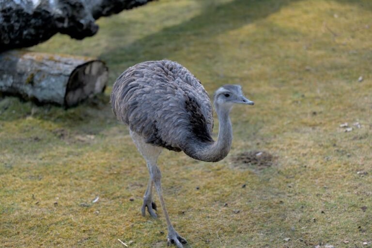 A rhea walking on grass, captured outside on a sunny day in Switzerland.