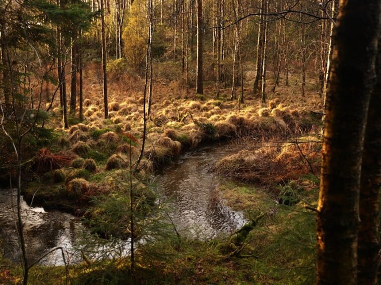 Tranquil autumn landscape featuring a gentle stream meandering through a lush forest in Fitjar, Vestland, Norway.